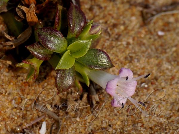 East-Indian Water-Bluet